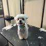Photo of WagPride