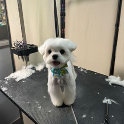 WagPride - Grooming