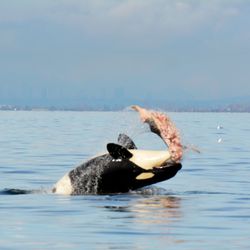 Ocean Ecoventures Whale Watching - Sea lion throw!