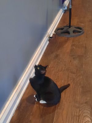 The Catio Cat Lounge by null