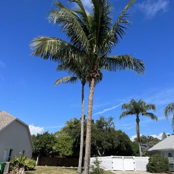 Arborist Pros Tree Service - After photo from palm - Tree Services Near Me Arborist Pros Tree Service - After photo from palm - Tree Services Near Me