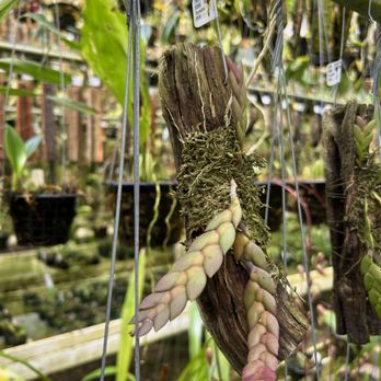 Andy's Orchids - Dendrobium rosellum (not bloomed yet) - Nurseries & Gardening Near Me - Encinitas, California