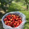 Schartner's Farm Market gift card