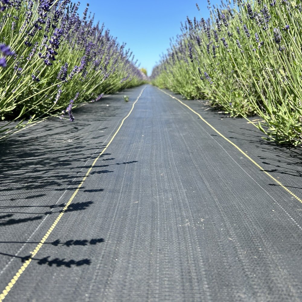 B & B Family Farm - Lavender - Walking Tours Near Me - Sequim, Washington B & B Family Farm - Lavender - Walking Tours Near Me - Sequim, Washington
