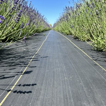 B & B Family Farm - Lavender - Walking Tours Near Me - Sequim, Washington