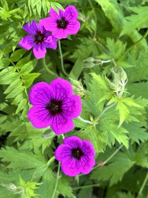 Royal Botanic Garden Edinburgh by null