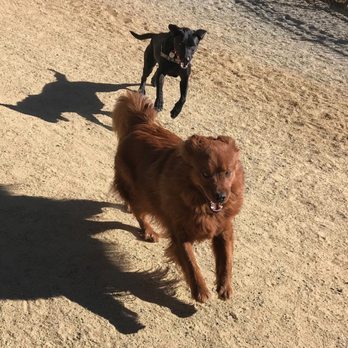 True Dog Training 101 - Pet Training Near Me - San Francisco, California True Dog Training 101 - Pet Training Near Me - San Francisco, California