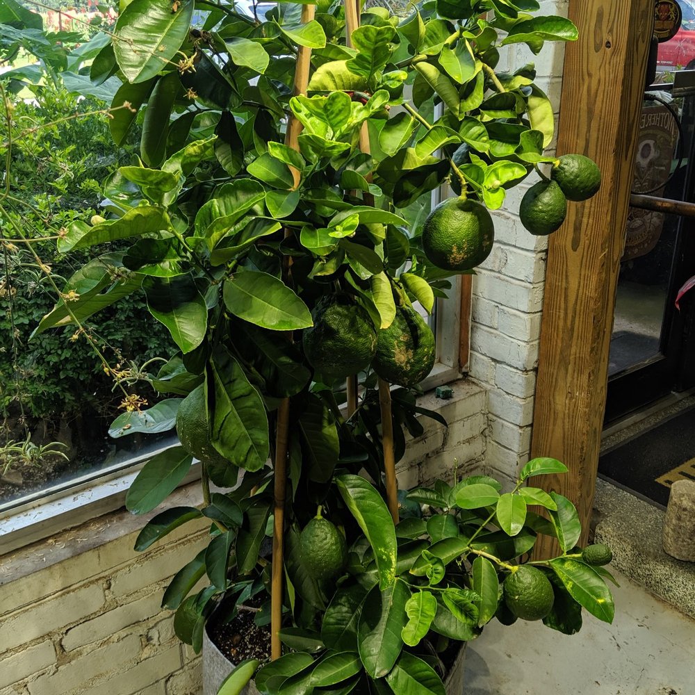 Kreations Indoor Gardening Center - Lemon plant - Nurseries & Gardening Near Me - Springfield, Illinois Kreations Indoor Gardening Center - Lemon plant - Nurseries & Gardening Near Me - Springfield, Illinois