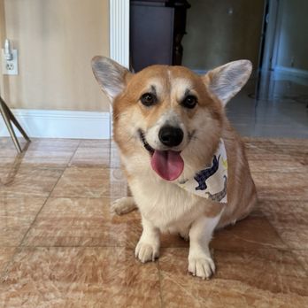 Pawsitive Pet Grooming - Pet Groomers Near Me - Covina, California Pawsitive Pet Grooming - Pet Groomers Near Me - Covina, California