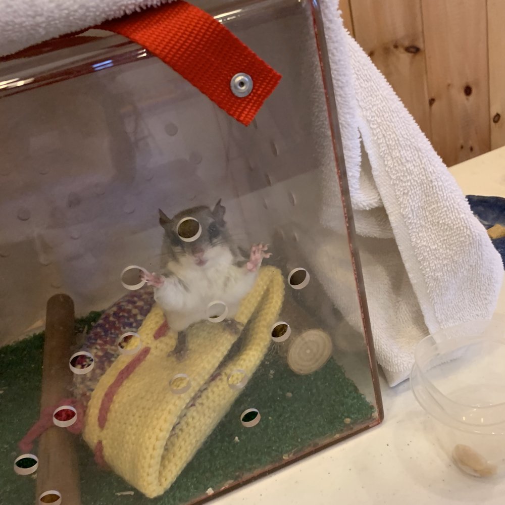 Ohio Wildlife Center - Little flying squirrel - Community Service/Non-Profit Near Me - Powell, Ohio