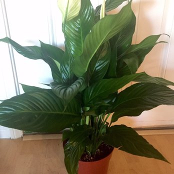 Armstrong Garden Centers - Had to go back to get myself a big beautiful peace lily. $30. About 3 ft tall in an 8" pot. - Nurseries & Gardening Near Me - Costa Mesa, California Armstrong Garden Centers - Had to go back to get myself a big beautiful peace lily. $30. About 3 ft tall in an 8" pot. - Nurseries & Gardening Near Me - Costa Mesa, California