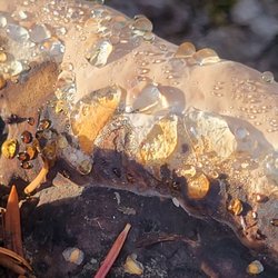 Bird Creek Campground - Fungus closeup