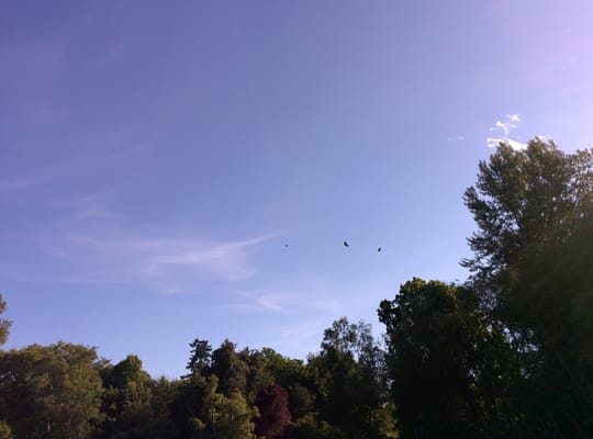 University of Washington Waterfront Activities Center (WAC) by null