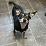 Photo of Canine Country Club and Grooming