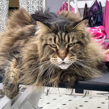 Barc Avenue - Lion king!! - Pet Sitting Near Me - Auburn, Indiana Barc Avenue - Lion king!! - Pet Sitting Near Me - Auburn, Indiana