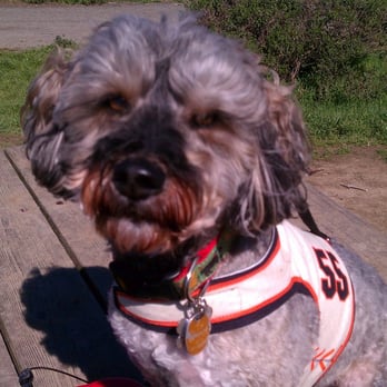 Yap Stores - Max & his giants harness! - Pet Stores Near Me - San Francisco, California Yap Stores - Max & his giants harness! - Pet Stores Near Me - San Francisco, California