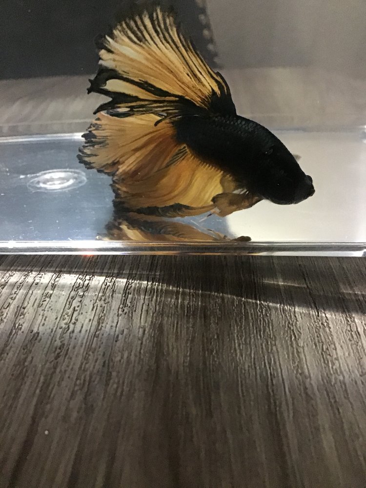 AQUARIUM PETS Updated October 2024 702 Knapp St, Oshkosh, Wisconsin