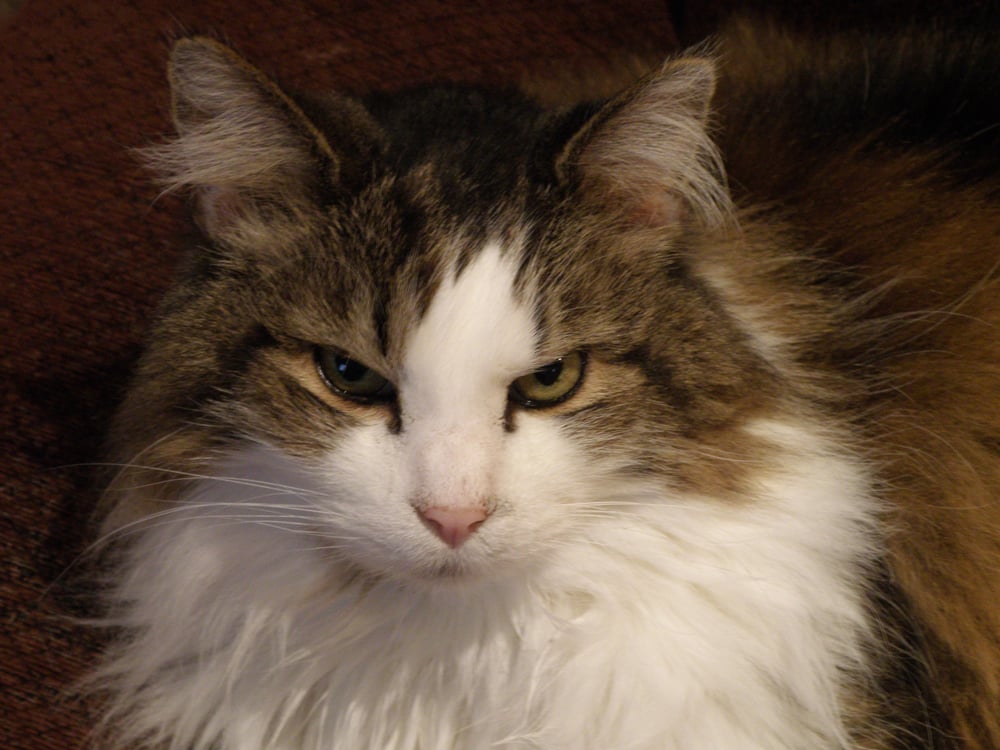 ALMOST HOME BOARDING KENNEL Updated May 2024 11 Photos 18710 Chad