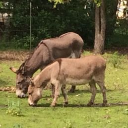 Niner and Perry in March of 2026. Beloved Niner has died at age 32 on September 28, 2016 of respiratory illness Niner and Perry in March of 2026. Beloved Niner has died at age 32 on September 28, 2016 of respiratory illness