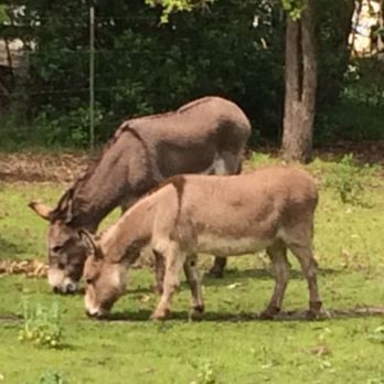 Barron Park Donkeys - Niner and Perry in March of 2026. Beloved Niner has died at age 32 on September 28, 2016 of respiratory illness - Community Service/Non-Profit Near Me - Palo Alto, California Barron Park Donkeys - Niner and Perry in March of 2026. Beloved Niner has died at age 32 on September 28, 2016 of respiratory illness - Community Service/Non-Profit Near Me - Palo Alto, California