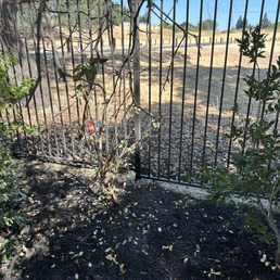 Dead plant in center-Claimed plant was already sick. It used to be a 6 foot plant!