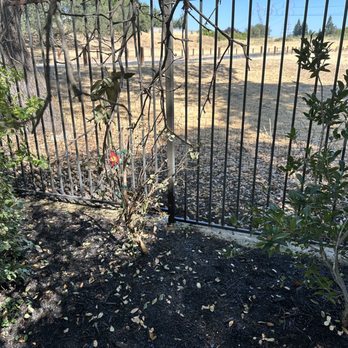 Sprinkler Logic - Dead plant in center-Claimed plant was already sick. It used to be a 6 foot plant! - Irrigation Near Me - Roseville, California