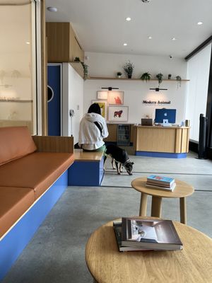 Modern Animal by null