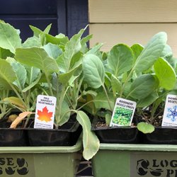 The Eugene Backyard Farmer - Fall and overwintering veggie starts