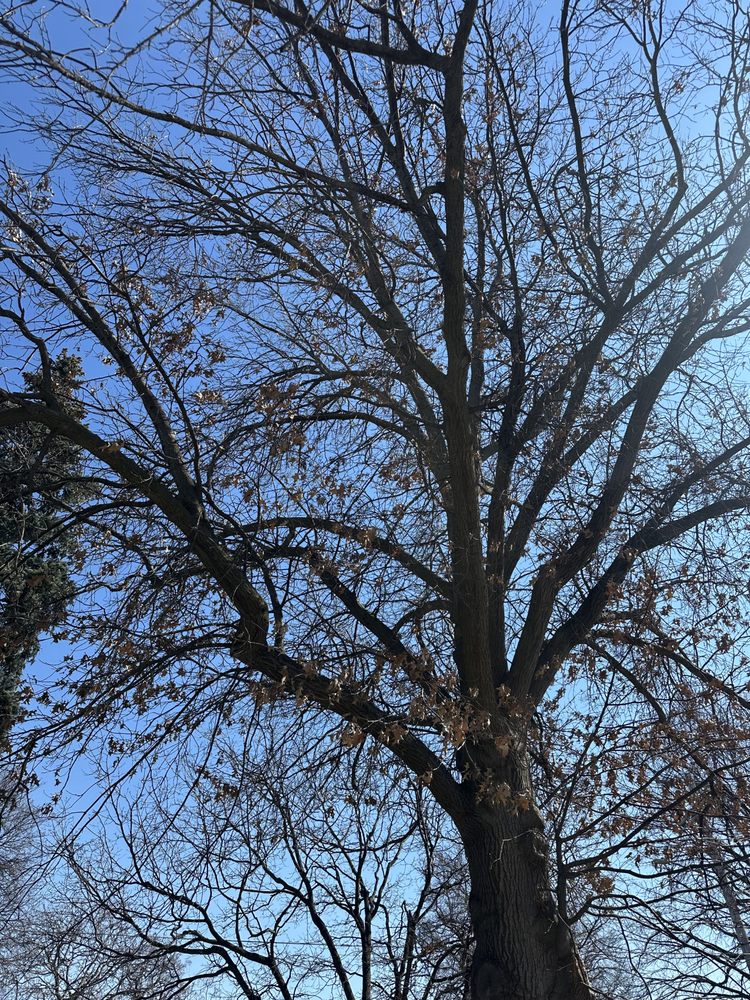 Aken Tree Care - tree service in Lincoln, NE