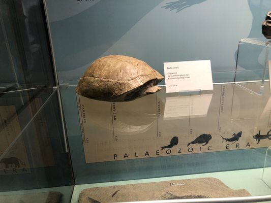 World Museum by null