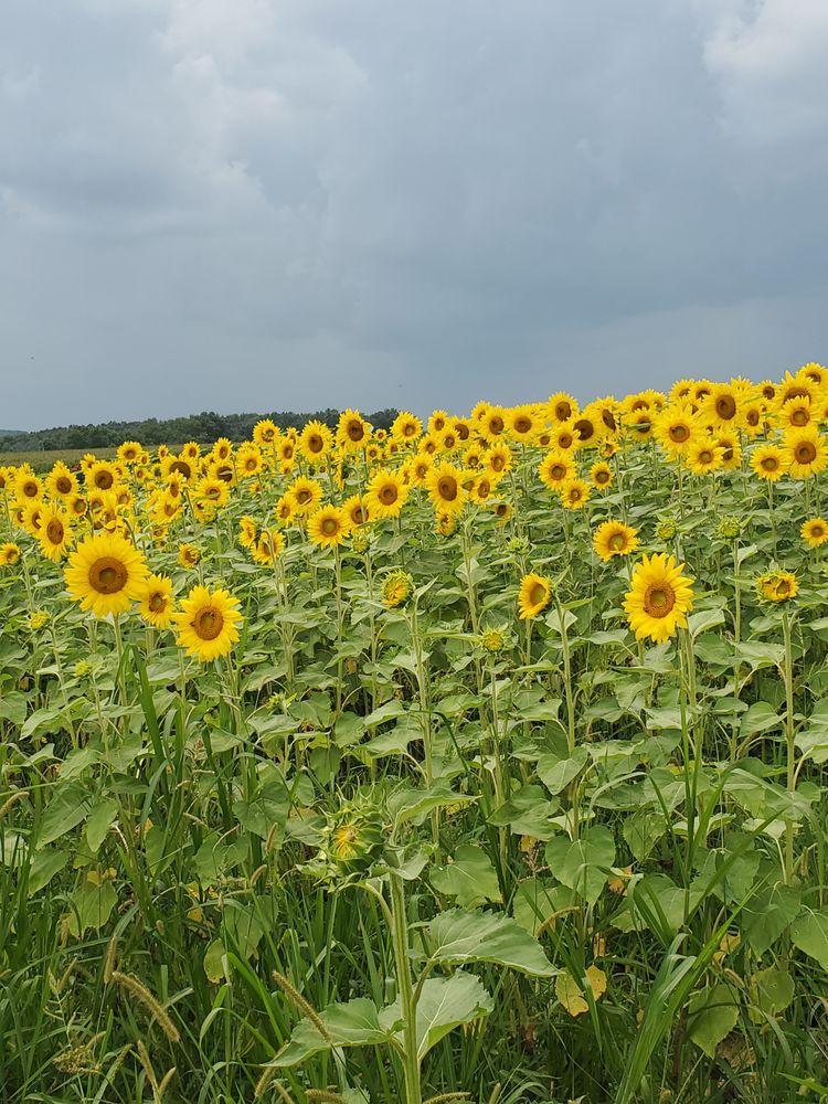 Erwin Farms & Corn Maze - beekeeping in Winchester, OH