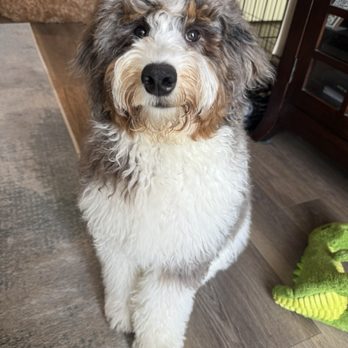 Chewbarka Grooming - 5-month-old doodle before groom - Pet Groomers Near Me Chewbarka Grooming - 5-month-old doodle before groom - Pet Groomers Near Me