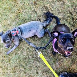 Pelham Animal Clinic - Pets, Noah and maple who have received great care from Dr. Carr and his techs!