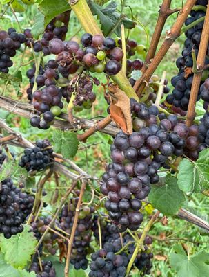 Tabor Hill Winery & Restaurant by null