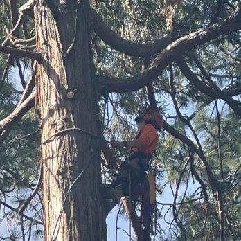 Twain Harte Tree Service - Tree Services Near Me - Twain Harte, California Twain Harte Tree Service - Tree Services Near Me - Twain Harte, California