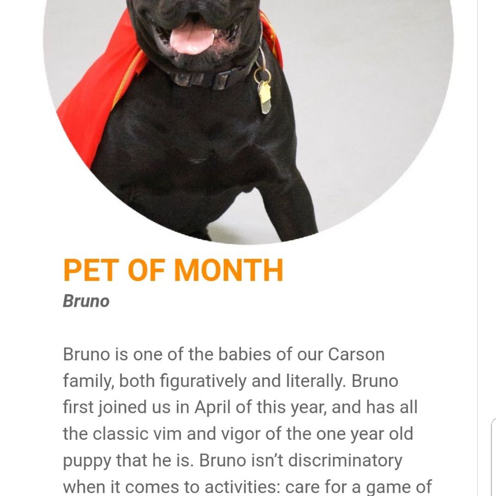 Wag Hotels - Carson - Pet Training Near Me - Carson, California Wag Hotels - Carson - Pet Training Near Me - Carson, California