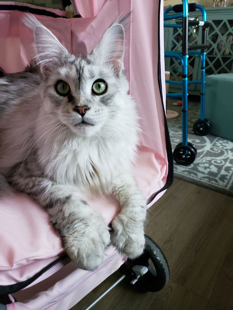 Suzanne McKinley, LMHC - grief counselor in West Des Moines, IA