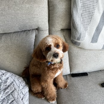Blue Pooch - @cavapoomaximus - Pet Groomers Near Me - Los Angeles, California Blue Pooch - @cavapoomaximus - Pet Groomers Near Me - Los Angeles, California