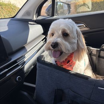 Cherry Blossom - Biscuit after his groom - Pet Groomers Near Me - Cherry Valley, California Cherry Blossom - Biscuit after his groom - Pet Groomers Near Me - Cherry Valley, California