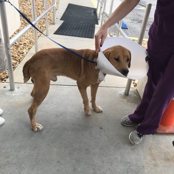 Orange County Animal Services - Our new fur baby, yet to be named! - Animal Shelters Near Me - Orlando, Florida Orange County Animal Services - Our new fur baby, yet to be named! - Animal Shelters Near Me - Orlando, Florida