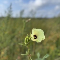 Windy Acre Farms - Okra
