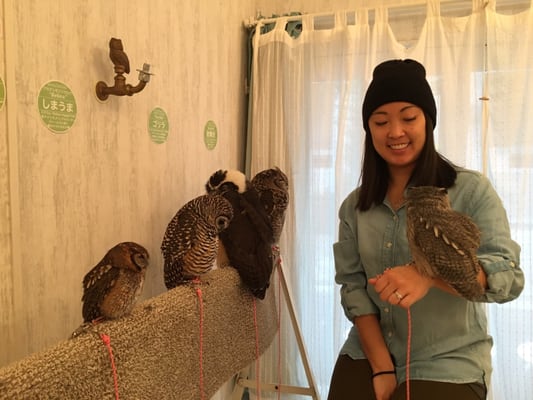 Owl Cafe Tokyo by null