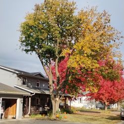 Ty the Tree Guy