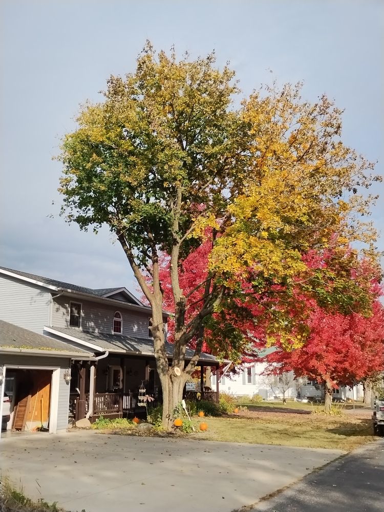 Ty the Tree Guy - tree service in Parnell, IA