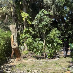Loyal Tree Tree Service - Tree almost down. The area in the background is where they were trampling in.