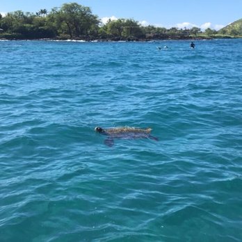 Maui Reef Adventures - Snorkeling Near Me - Ma'alaea, Hawaii Maui Reef Adventures - Snorkeling Near Me - Ma'alaea, Hawaii