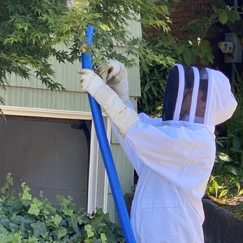 Bee’s Knees Apiaries - Humanely removing the nest and hornets for relocation. - Pest Control Near Me