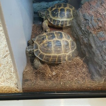 Petco - Pet Training Near Me - Orlando, Florida
