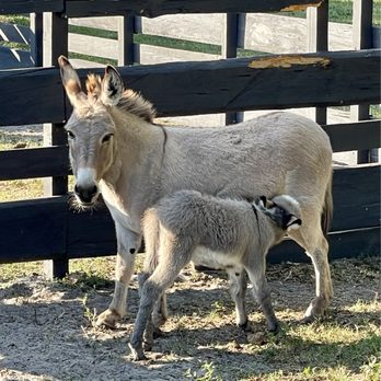 Alaska Farms - Baby Donkey - Yoga Near Me - Orlando, Florida Alaska Farms - Baby Donkey - Yoga Near Me - Orlando, Florida
