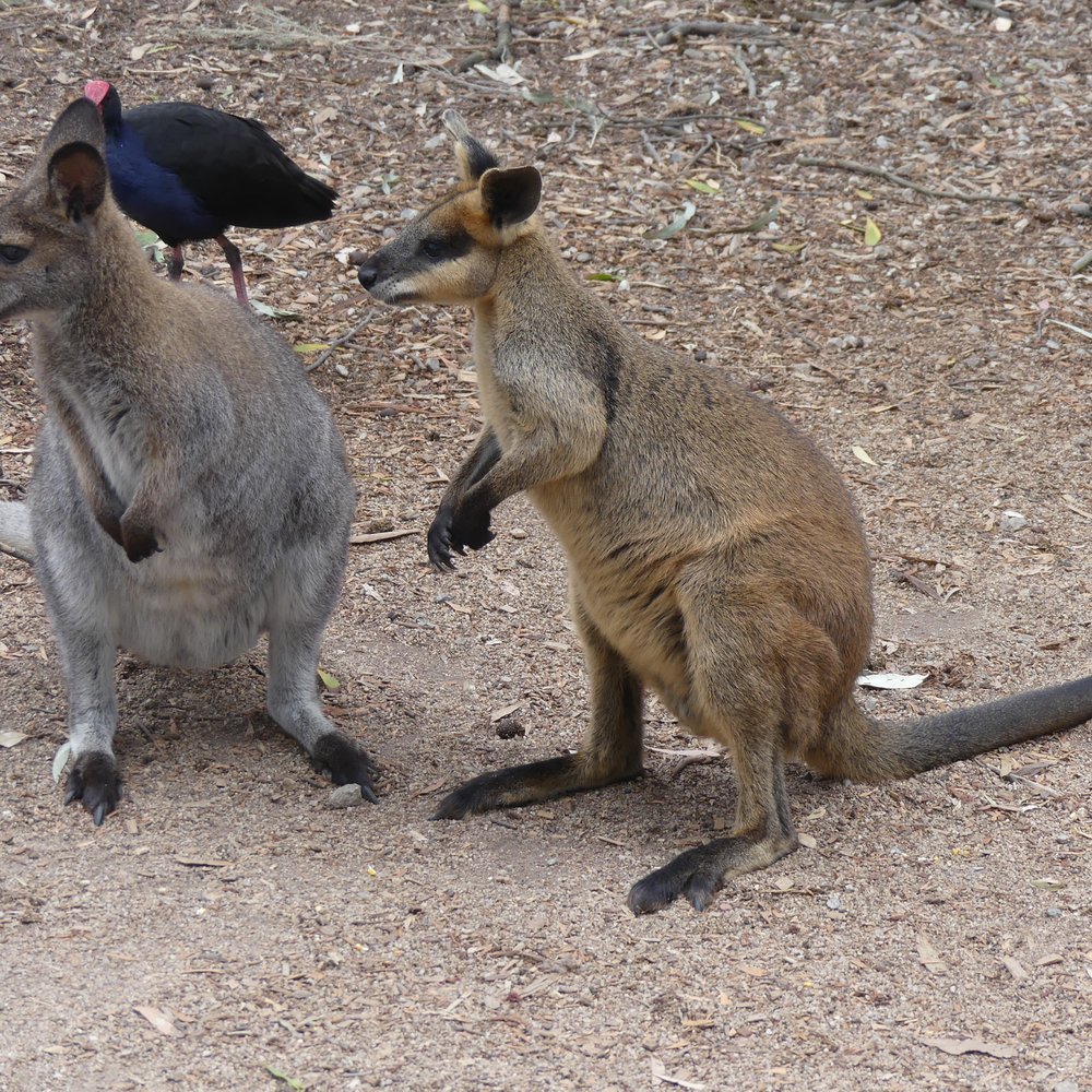 Moonlit Sanctuary - Zoos Near Me - Pearcedale, VIC Moonlit Sanctuary - Zoos Near Me - Pearcedale, VIC